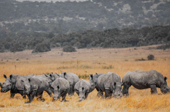 Ultra-Luxury Conservation Safari Signature Helicopters, private trackers, rare wildlife